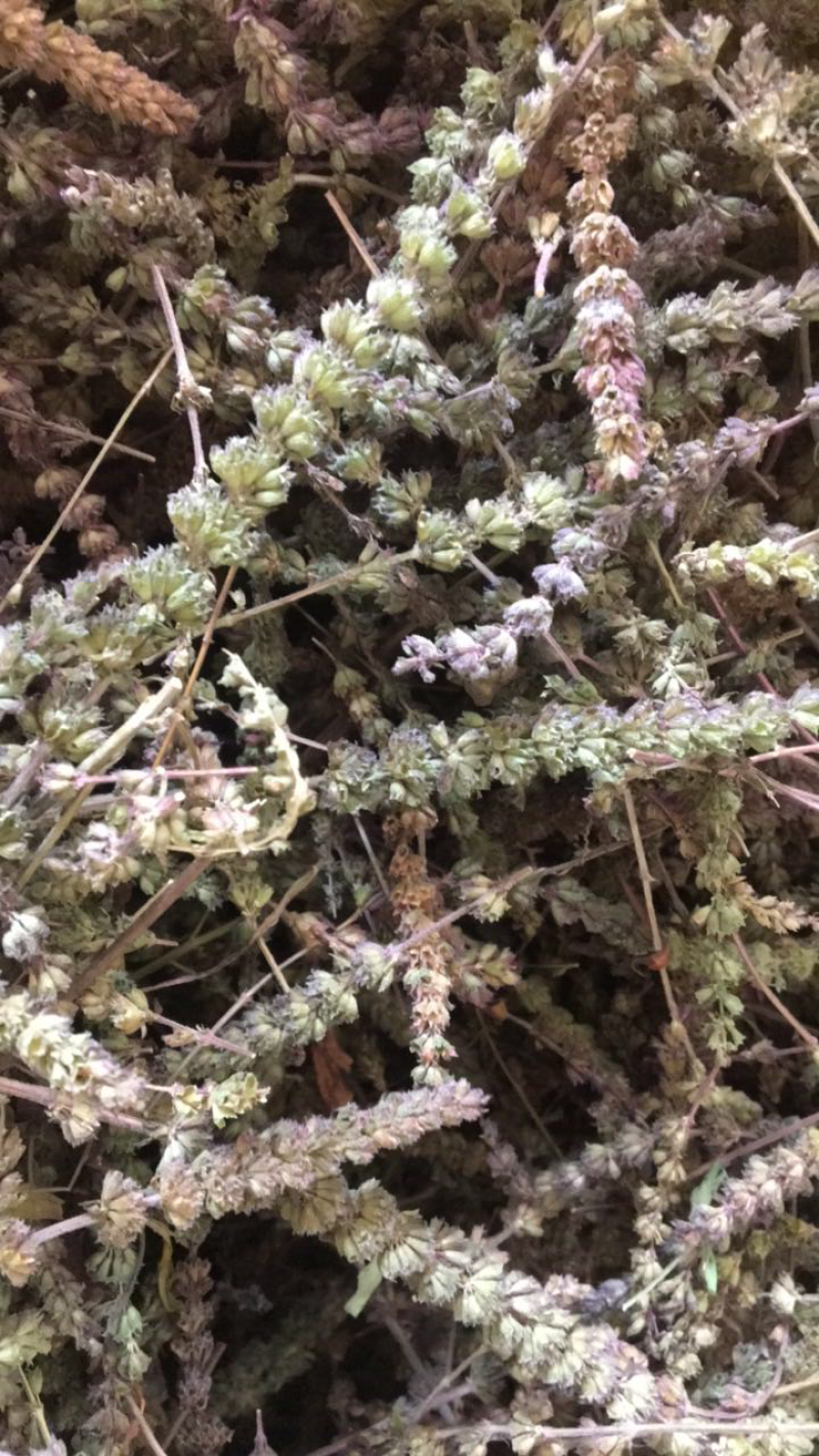 荆芥穗。河北安国地产