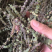 荆芥穗。河北安国地产