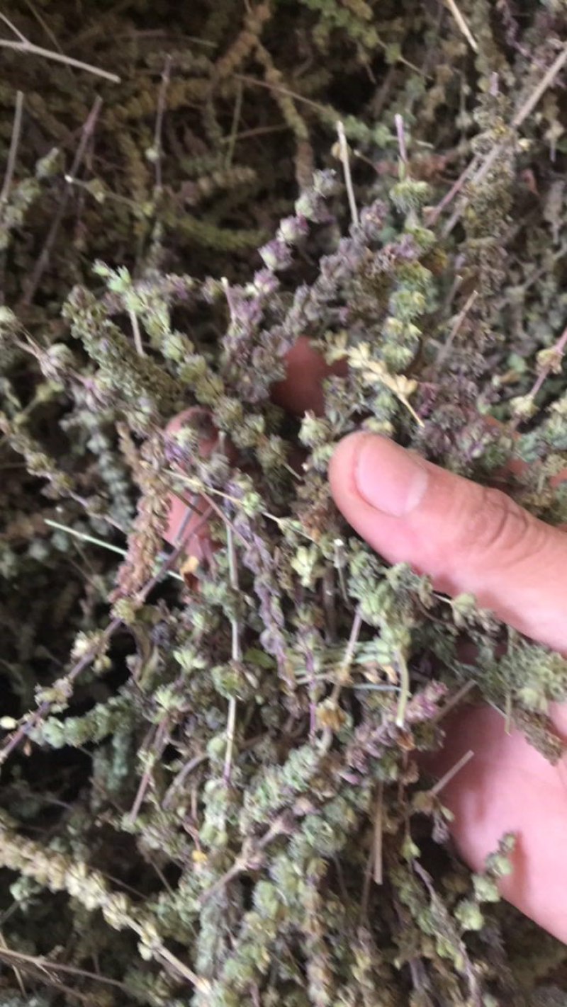 荆芥穗。河北安国地产