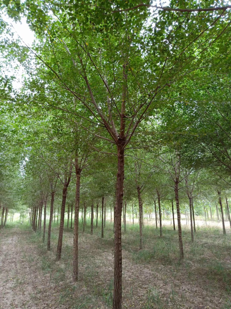 榆树8~10cm8~10cm2.5~3m