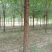 榆树8~10cm8~10cm2.5~3m