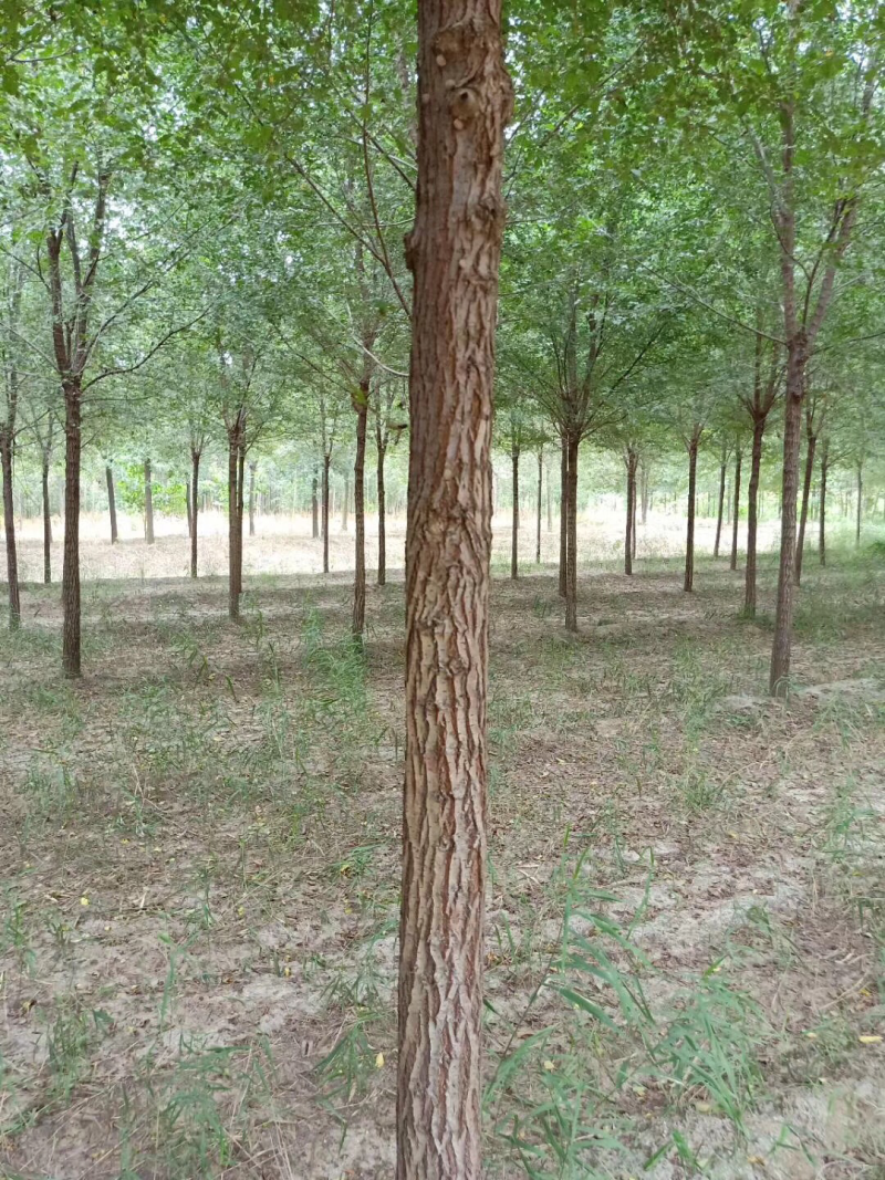 榆树8~10cm8~10cm2.5~3m