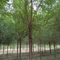 榆树8~10cm8~10cm2.5~3m