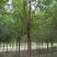 榆树8~10cm8~10cm2.5~3m