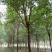榆树8~10cm8~10cm2.5~3m