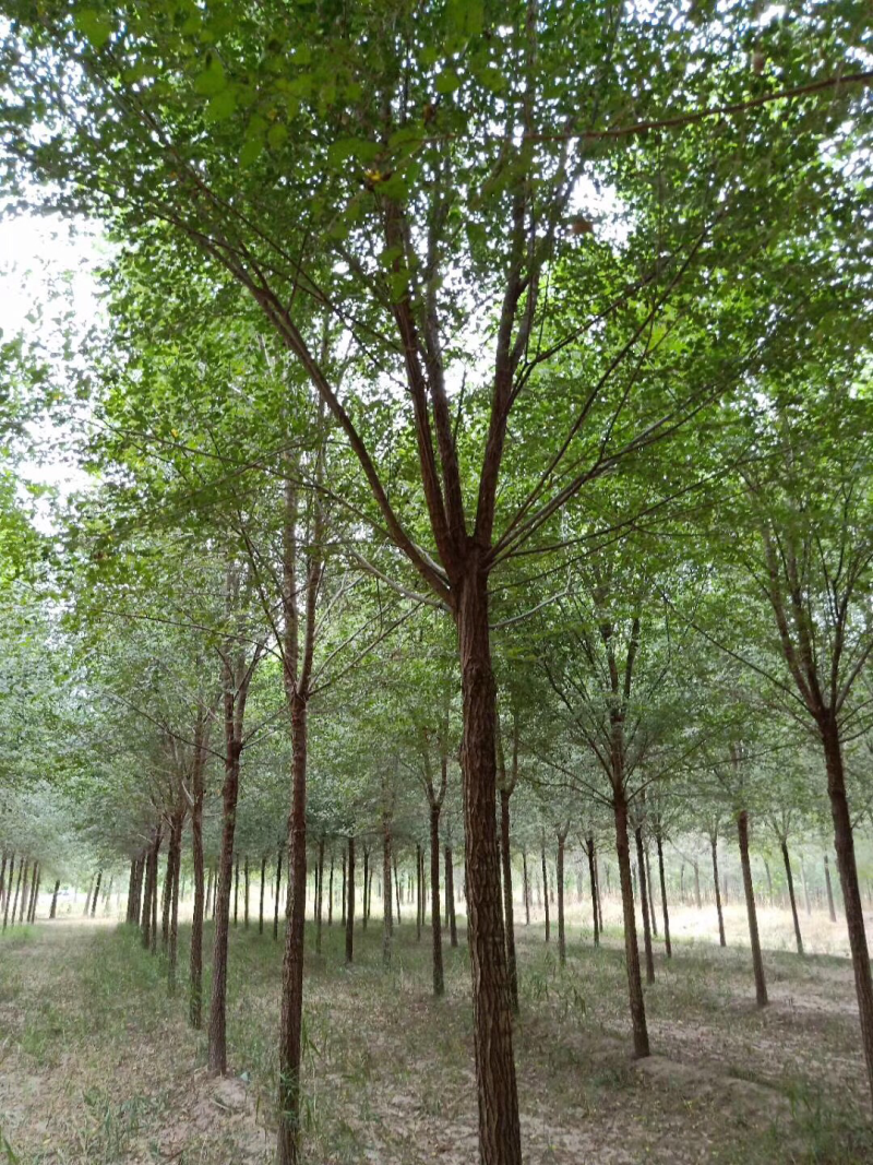 榆树8~10cm8~10cm2.5~3m