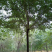 榆树8~10cm8~10cm2.5~3m
