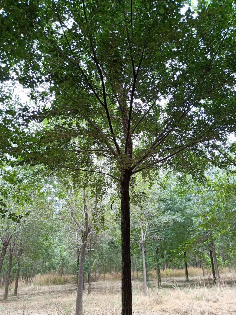 榆树8~10cm8~10cm2.5~3m