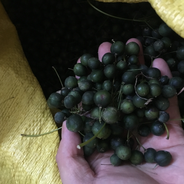 多花黄精种子提供种植技术，鸡头黄精芽率高达百分之95