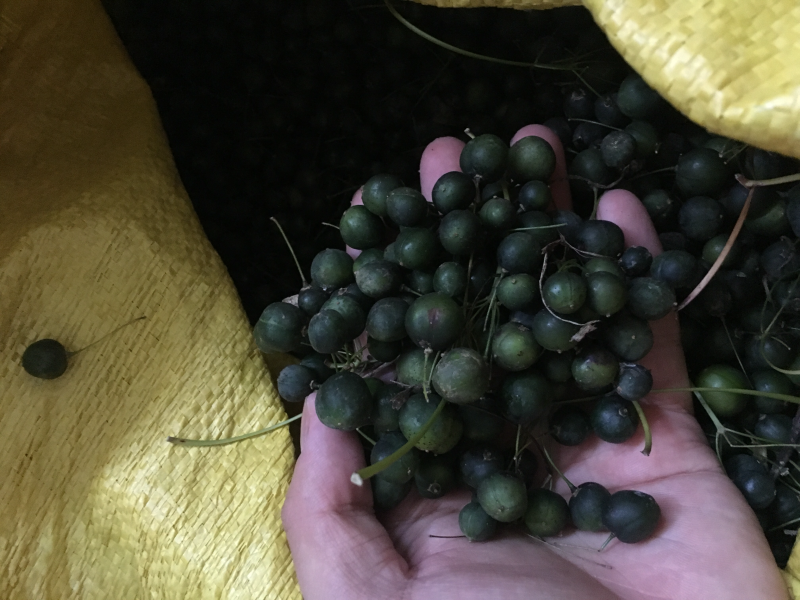 多花黄精种子提供种植技术，鸡头黄精芽率高达百分之95