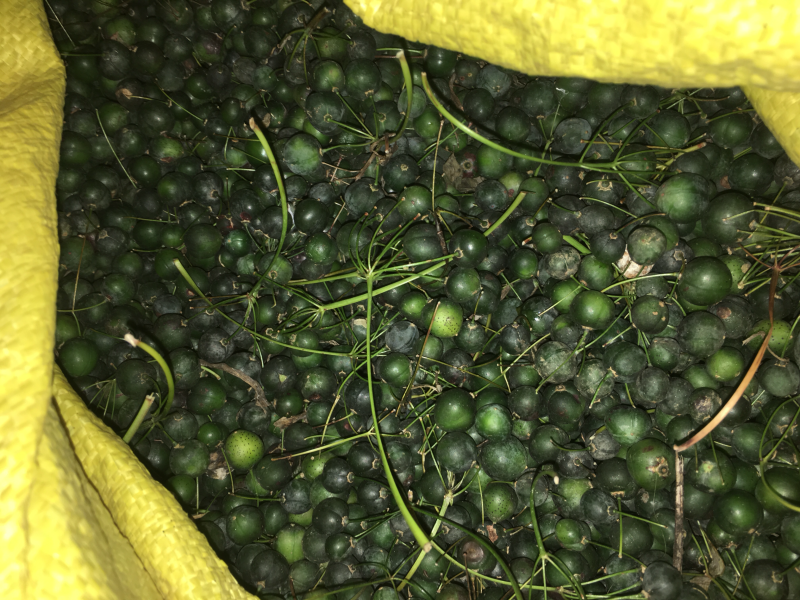 多花黄精种子提供种植技术，鸡头黄精芽率高达百分之95