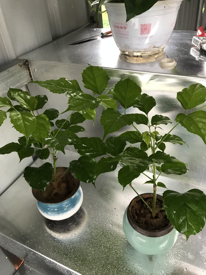 幸福树10cm以下