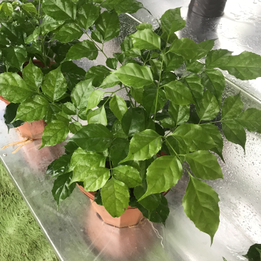 幸福树10cm以下