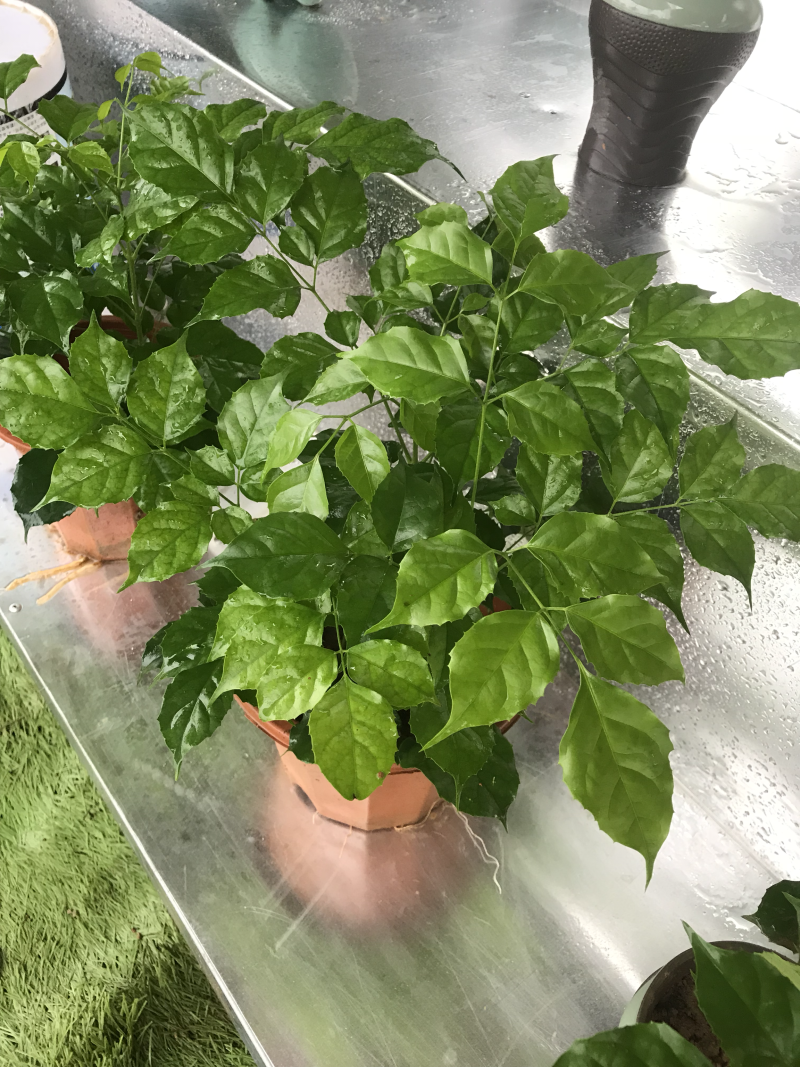幸福树10cm以下