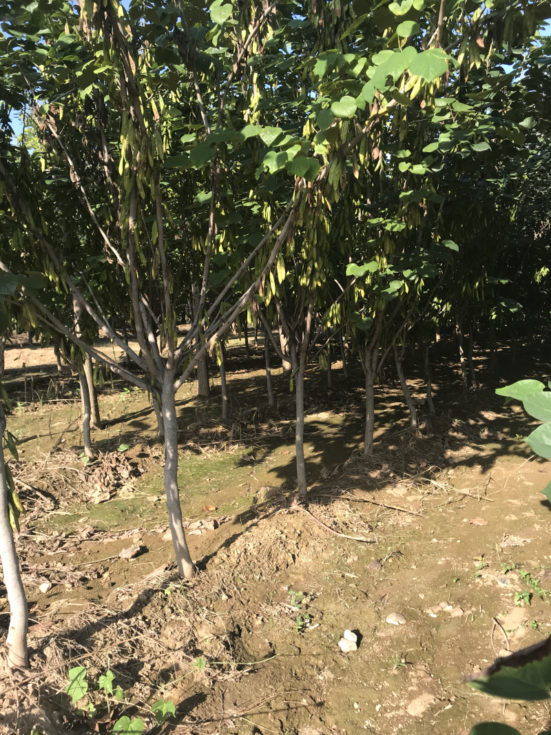紫荆