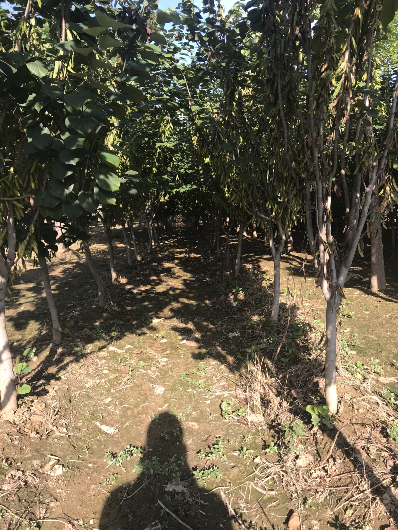 紫荆