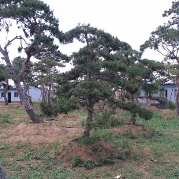 造型油松
