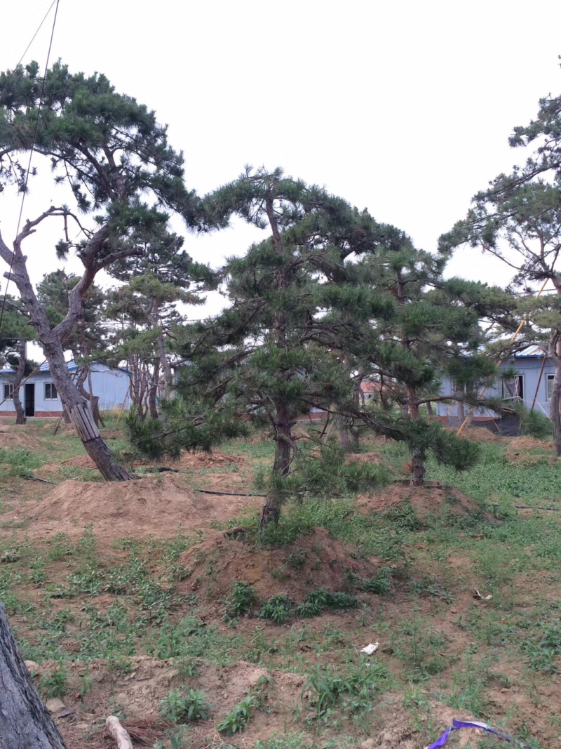 造型油松