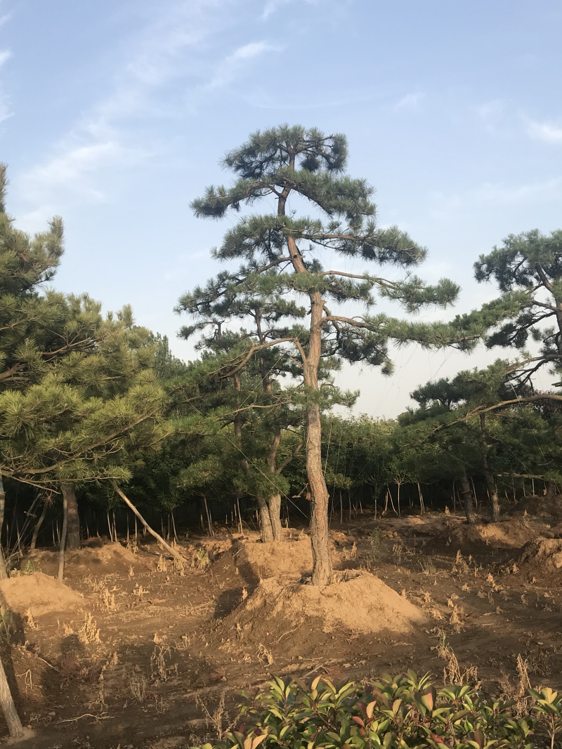 造型油松