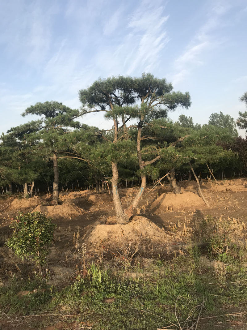 造型油松