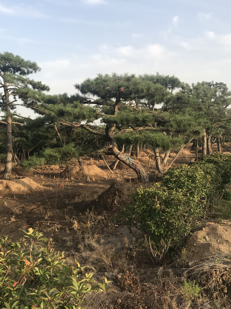 造型油松