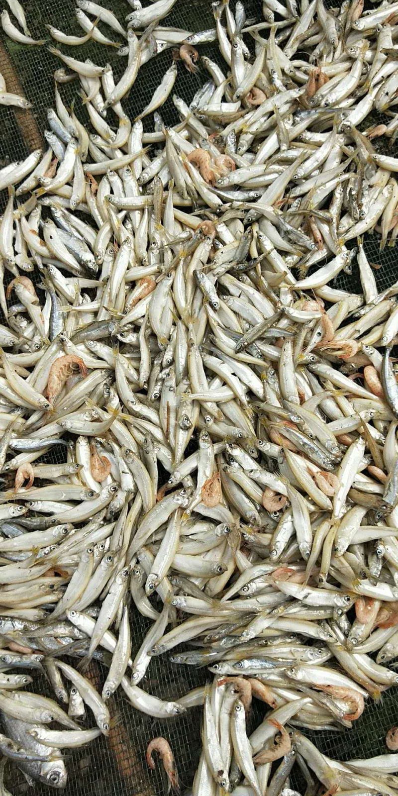 出售小白鱼公鱼干鱼干