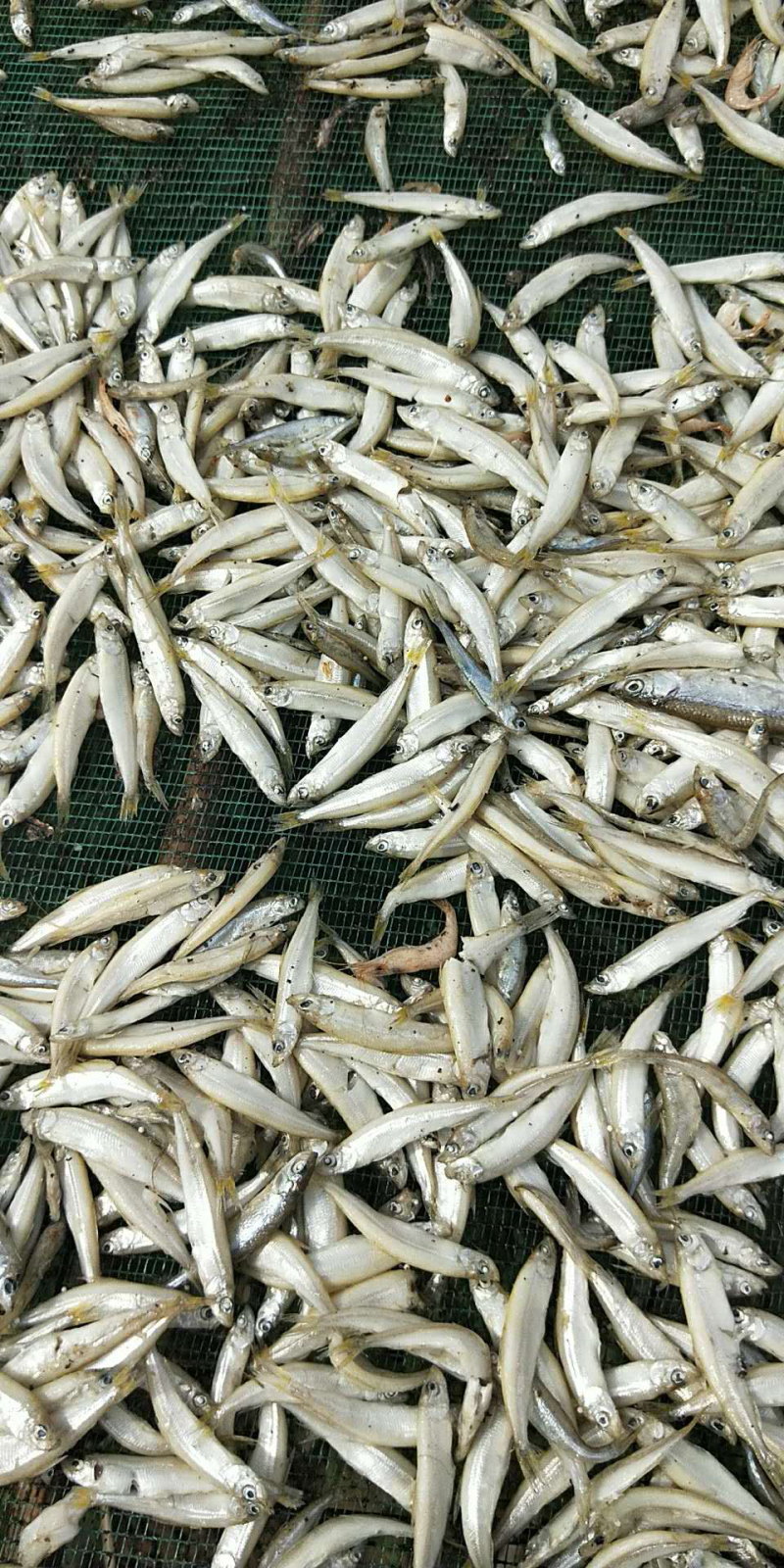 出售小白鱼公鱼干鱼干