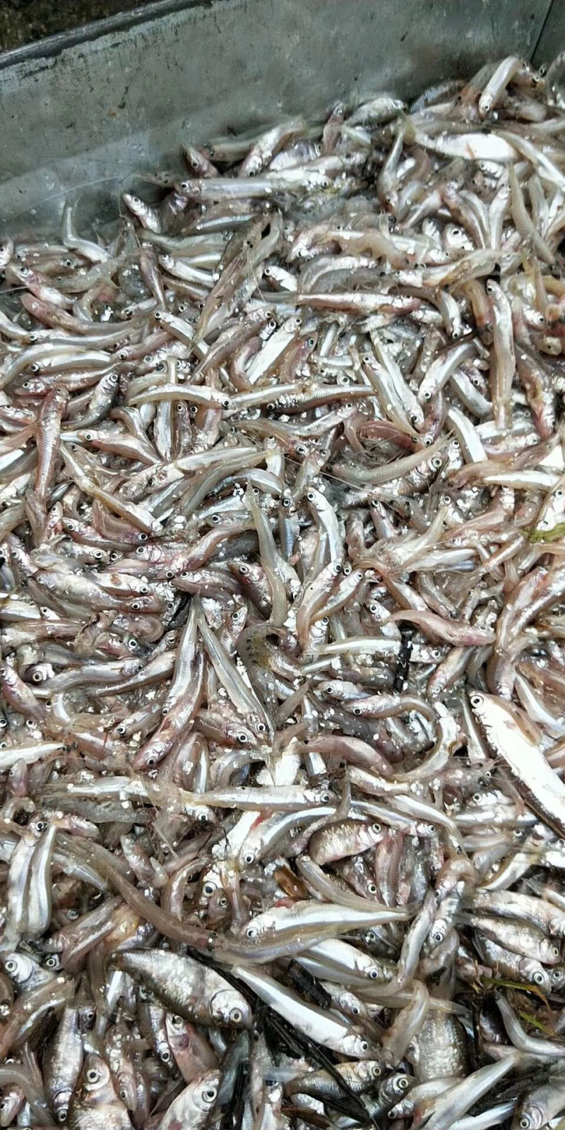 出售小白鱼公鱼干鱼干