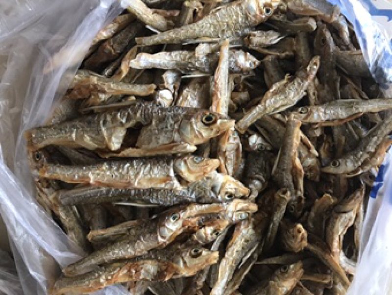 出售小白鱼公鱼干鱼干