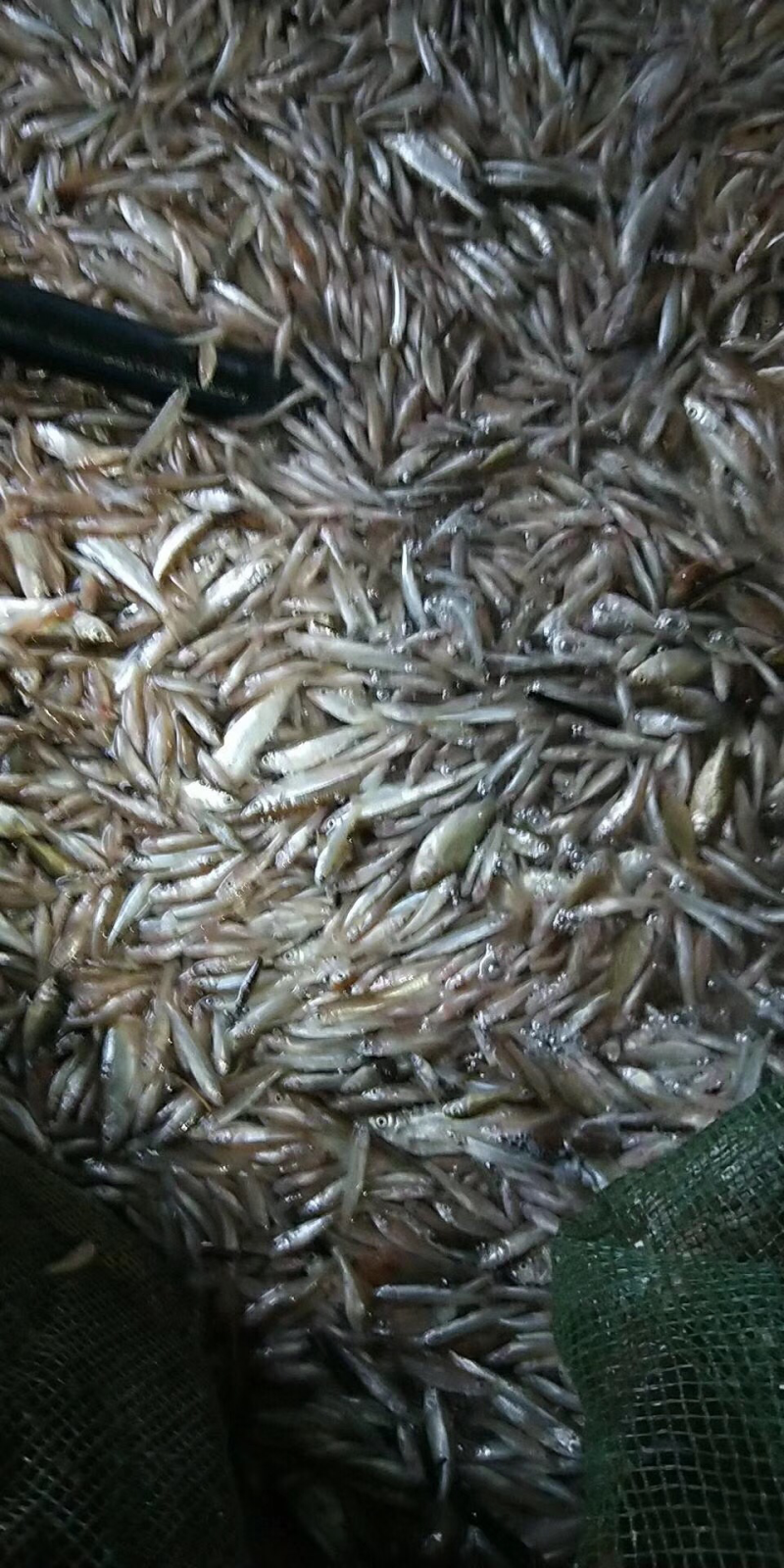 出售小白鱼公鱼干鱼干