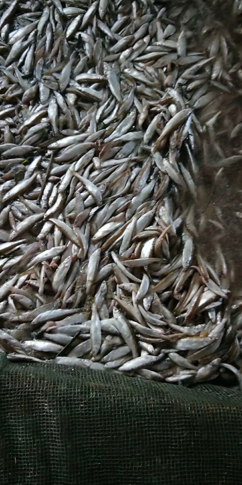 出售小白鱼公鱼干鱼干