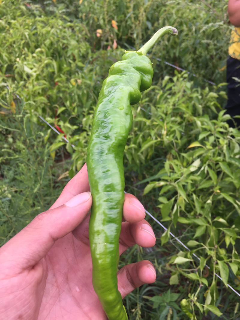 螺丝椒，二荆条