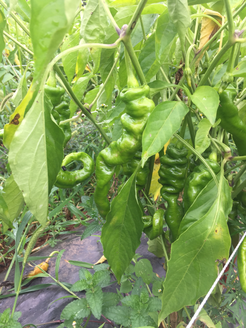 螺丝椒，二荆条