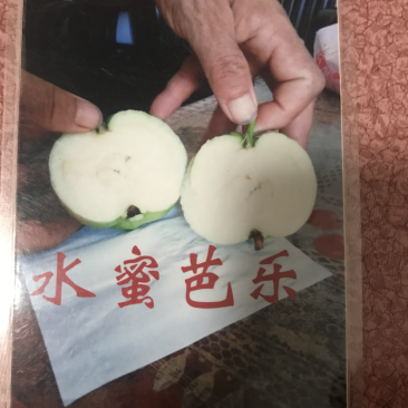 水蜜芭乐番石榴苗芭乐