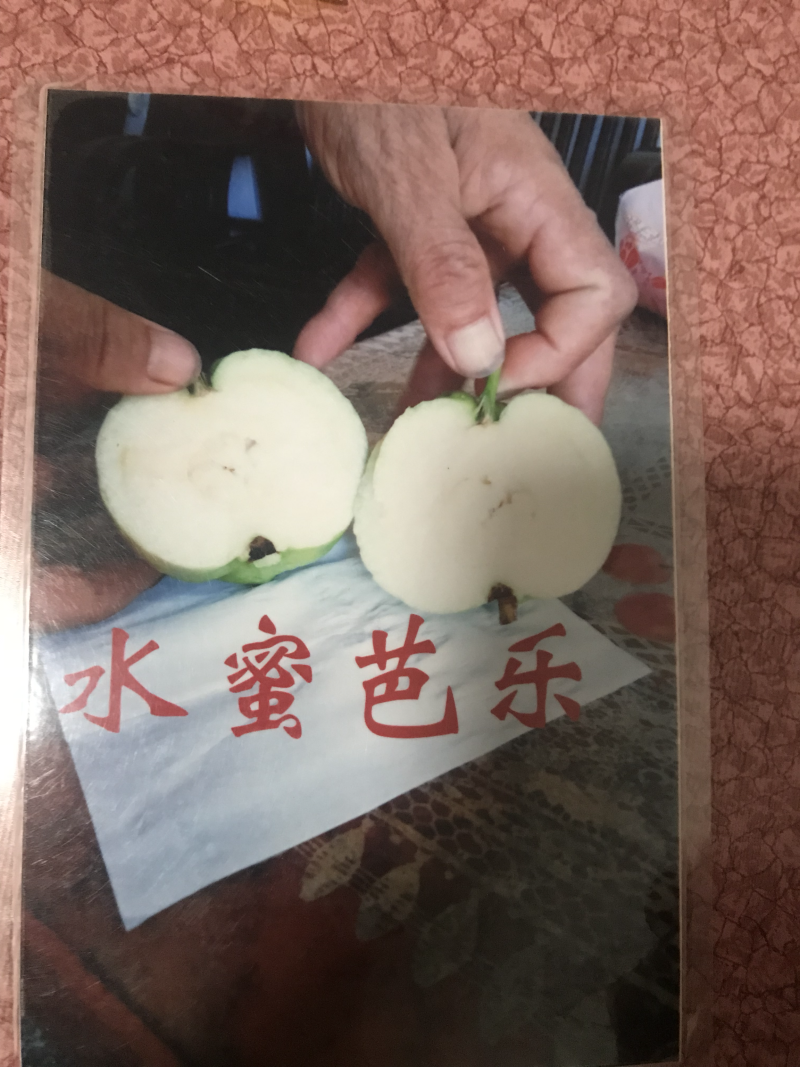 水蜜芭乐番石榴苗芭乐