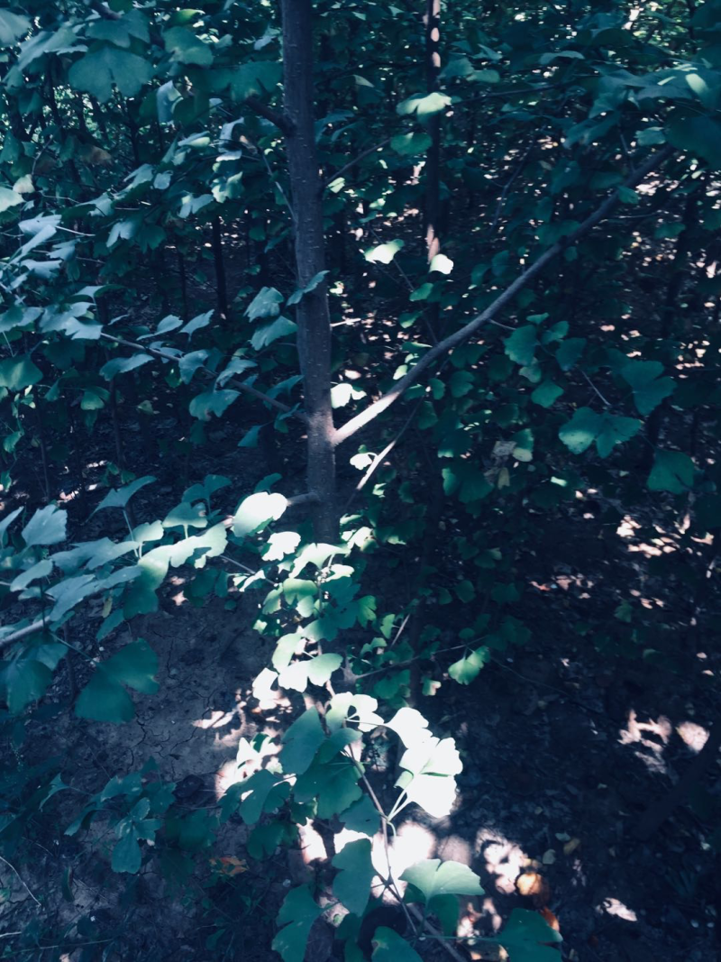 银杏树