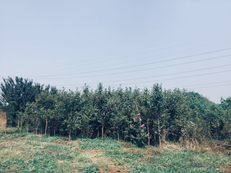 银杏树