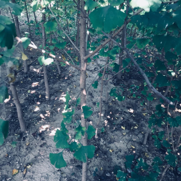 银杏树