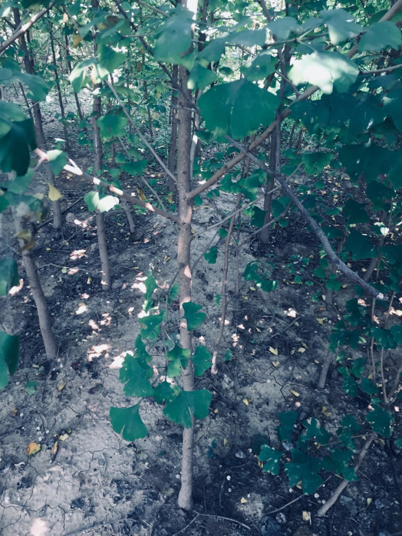 银杏树