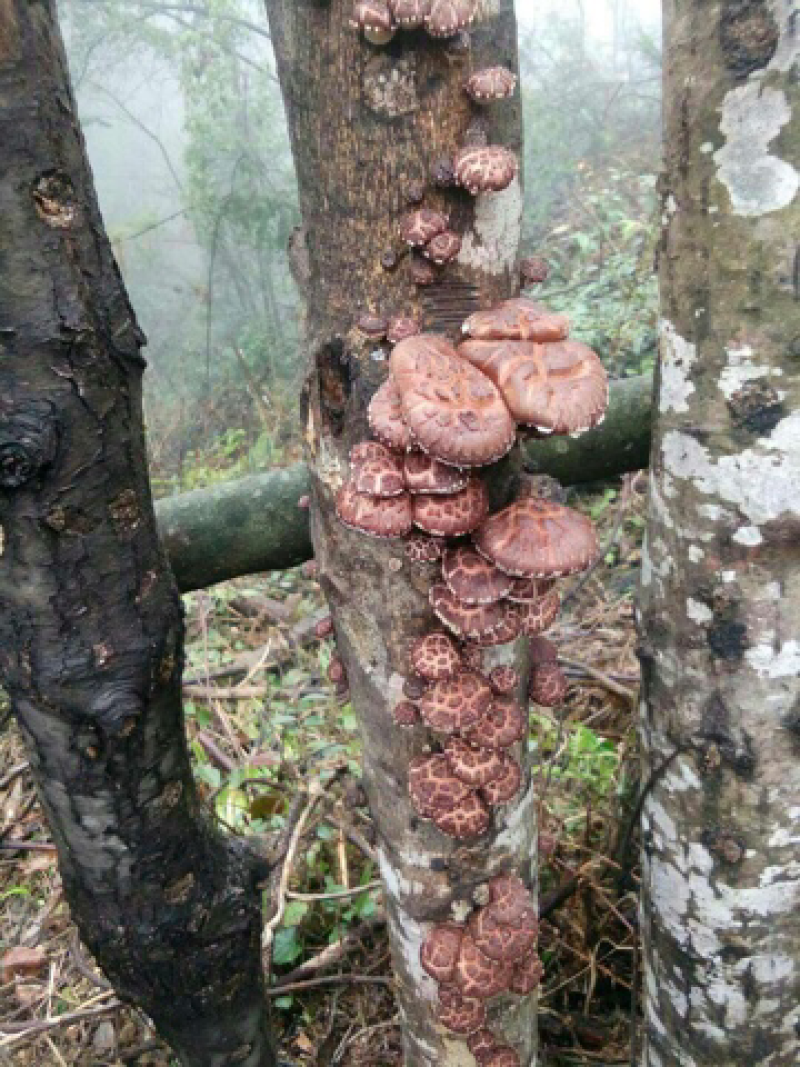 砍花薄香菇野生有机富硒原生态自然生长高品质