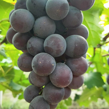 涌优葡萄🍇，等你下单