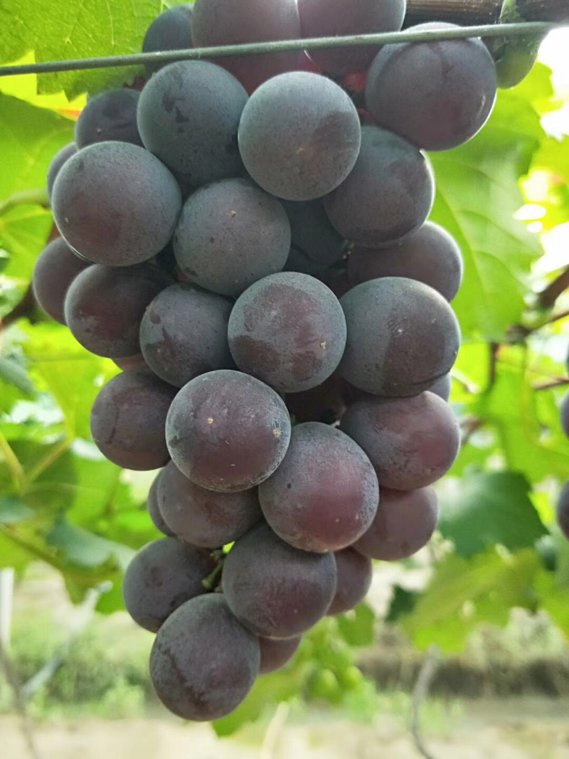 涌优葡萄🍇，等你下单