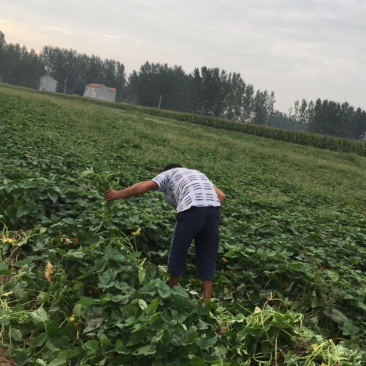 商薯19开挖了，朋友们快来下单吧8