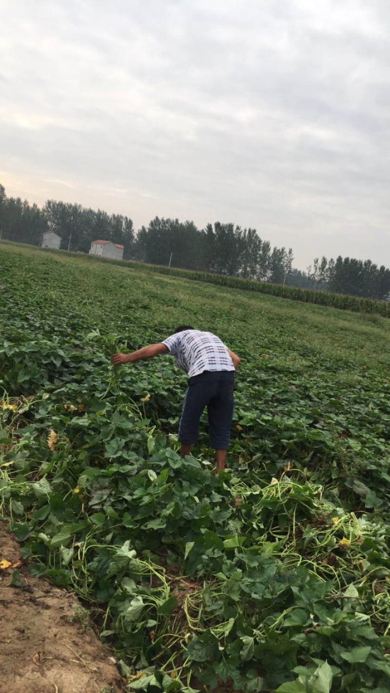 商薯19开挖了，朋友们快来下单吧8