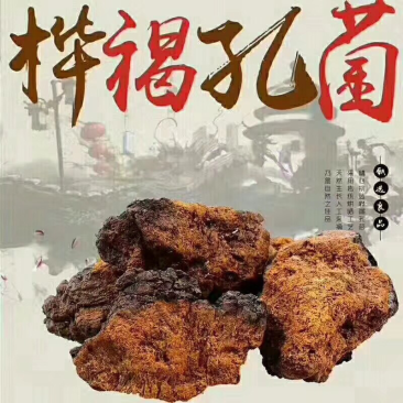 桦树容