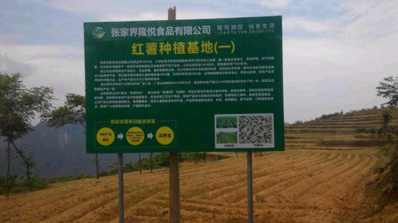 红薯