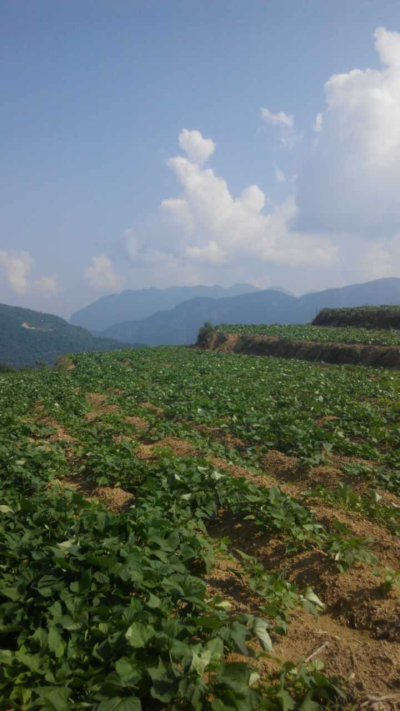 红薯