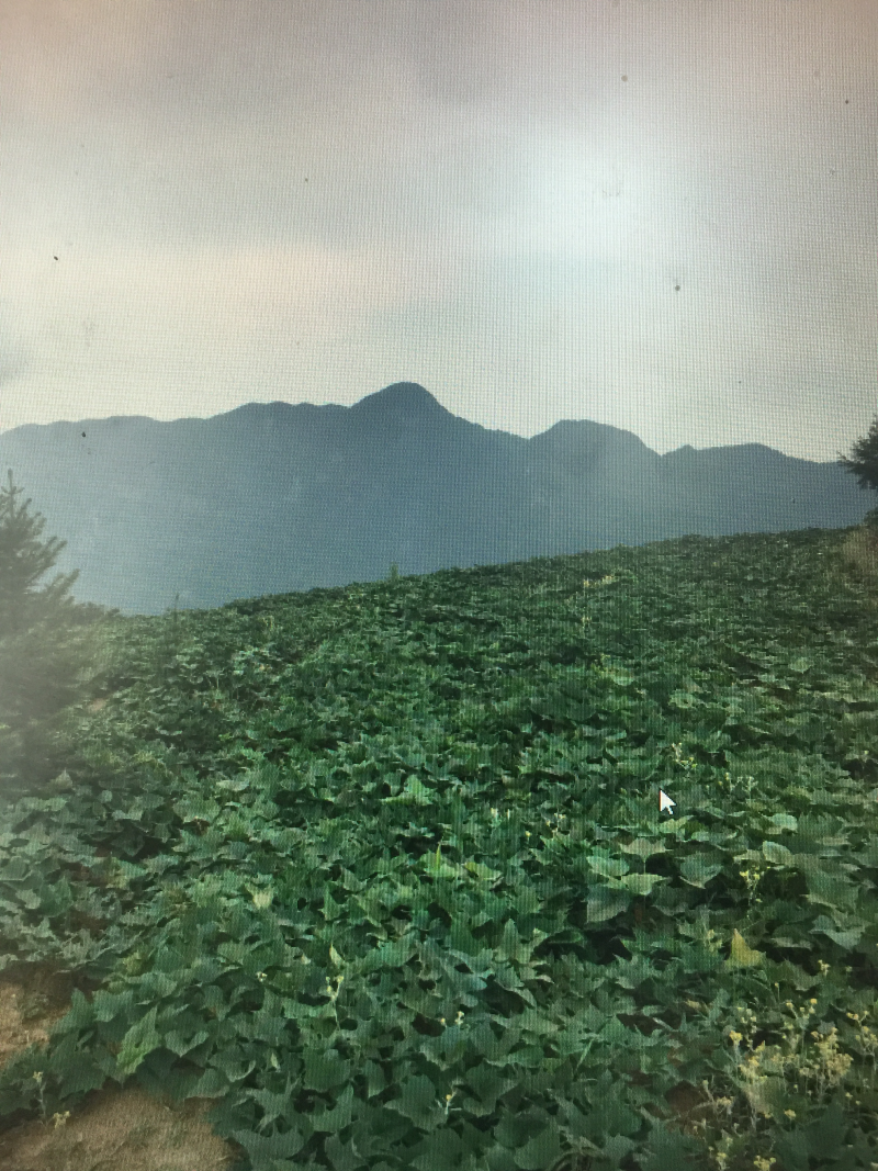 红薯