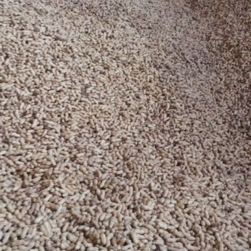 亲们，新鲜的天府花生果出来喽