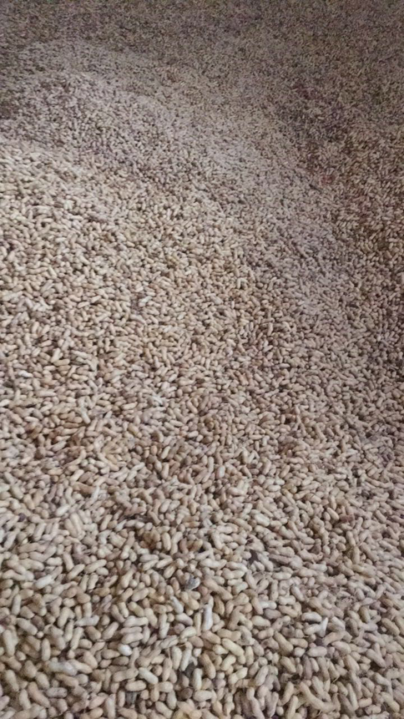亲们，新鲜的天府花生果出来喽